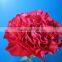 Cheap wholesale high quality fresh cut flowers Carnation cut flower