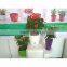 China Flower Pots