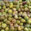 fresh fig and dry fig exporter from india