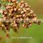 Feed sorghum of hybird color