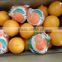 fresh organic navel orange