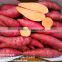 2016 new crop fresh sweet potato