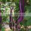 F1 Hybrid High yield long eggplant seeds for growing-HX-pretty