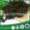 Wild Natural Black Peat Moss Green Vegetables Wholesale