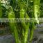 JP05 Smooth green skin planting seeds for green pepper seeds, hot pepper seeds