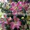 Wholesale Sweet smell fresh cut lily flower sale on .com