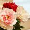 single stem cloth flower for festive and home decoration artificial silk peony flower