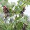 wholesale hdpe knotless anti bird netting with color black or white