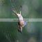 Bird Catching Net/ Bird Mist Net/bird Capture Catching Netting
