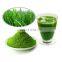 high quality cheap price 100% natural pure organic barley grass powder extract