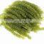 100% Organic Sea Grapes Seaweed From Vietnam/ Sea Grapes Health Benefits