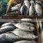 Frozen Bonito Auxis tapeionsoma for sale with size 1000g up