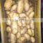 Very low price fresh holland potatoes