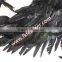 Black Wholesale Chicken Wings With Rooster Tail Feather Decoration