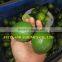 FRESH LIME SEEDLESS HIGH QUALITY/ GREEN COLOR