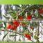 EU Standard Red Dried Wolfberry/goji Berries for Anti-tumor