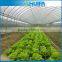 China single span commercial/agriculture plastic greenhouse used sale