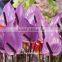 Best Anthurium Price Fresh Flower Hot Sale Anthuriums Plants From Wholesale Trading Companies