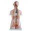 Dual Sex Torso model With open back 85cm 27parts