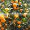 Chinese Baby Orange