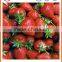 Bulk for Sale High Quality Whole Strawberry