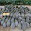 Hybrid sweet pumpkin seeds chinese vegetable seeds for sale 101