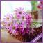 LF438 Hotel Restaurant Decoration Artificial Plastic Mini Daisy Plant in Different Colors