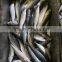 Frozen hot sale W/R horse mackerel fresh fish for sale