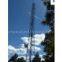 Wireless tower