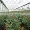 PE Resistant Clear Plastic Polyethylene Tarpaulin Sheets For Greenhouse