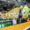 Hot Automatic Small Large Scale Potato Chips Product Line / French Fries