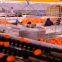 REEMOON Mandarin sorting machines, Mandarins sorting sizer and grading equipment Citrus sorting machines, size sorting, color sorting, Citrus sorting sizer and grading equipment