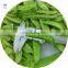 High Quality IQF Snow Peas Frozen Peapods