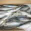 High quality WR frozen Scomber japonicus mackerel 250-300g