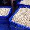 Factory Suplly Cashew Nuts High Quality W180, W210, W240, W320, W450
