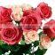 Fresh Cut Flower Rose/Flower Rose/Rose Flower for Wholesale