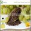 Quality Guaranteed Grape Seed Essencial Oil for Cosmetic