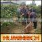 Relationship Between Root Growth And Fertilization Of Fruit Trees