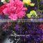 Fresh Cut Flower Buyer Purple Carnation Flower Arrangement From Kunming Superbly Carnation Flowers