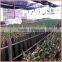 50cm lotus tiger lucky bamboo dracaena sanderiana indoor ornamental aquatic feng shui plants nursery garden decoration