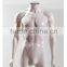 new fashion high quality half mannequin without head