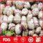 Light coloured speckled kidney beans for sale