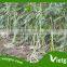 High Yield F1 Yard Long Bean Seeds VGLB031/ Vegetable seeds