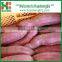 BEST SELLER: SWEET POTATO from China
