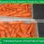 Carrot export from China