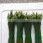 fresh china onion flowers or leek flowers