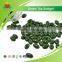 Manufacturer Supply Green Tea Softgel