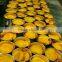 2016 crop Canned yellow peach halves in light syrup