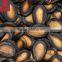 Golden supplier of melon Seeds