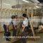 halal chicken slaughter equipment in slaughter line production